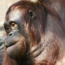 Orang-Utan-2.jpg